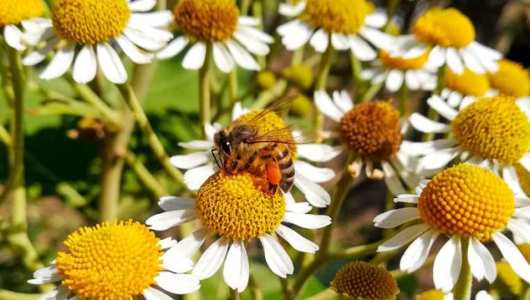 
Para la conservación de las abejas, expertos sugieren no cortar las flores silvestres de los jardines. (Foto Prensa Libre: César Antonio Pérez)
