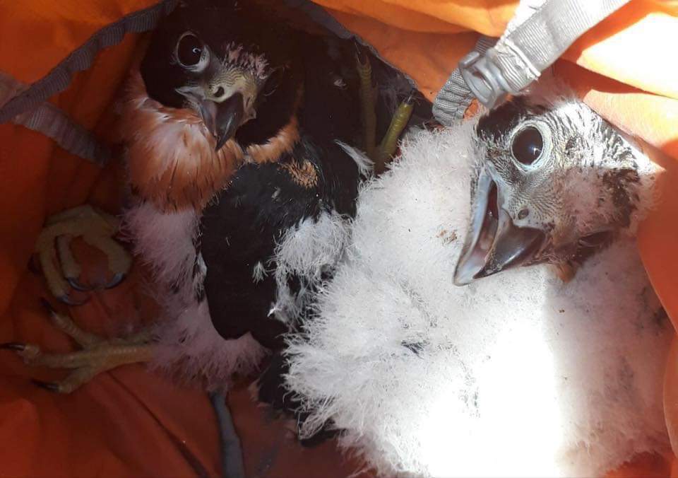 Tres pichones de halcón pecho naranja dan esperanza de conservación a una especie en “grave” peligro de extinción