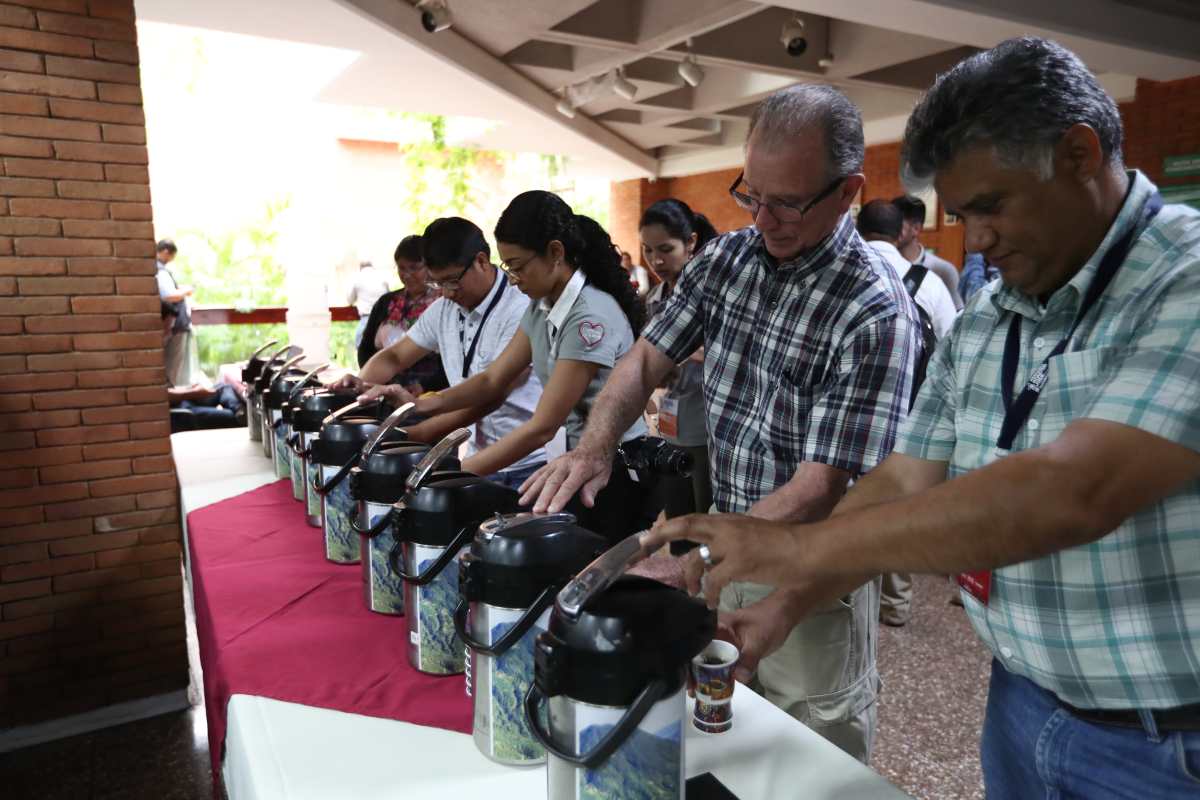 Los cafés mejor cotizados de Guatemala, según la subasta electrónica de Anacafé