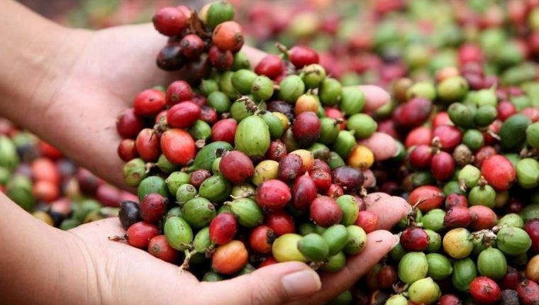 Entre los productos que Guatemala exporta a Ecuador se encuentra el café, artículos de confitería, pinturas y barnices, entre otros. (Foto Prensa Libre: Hemeroteca)