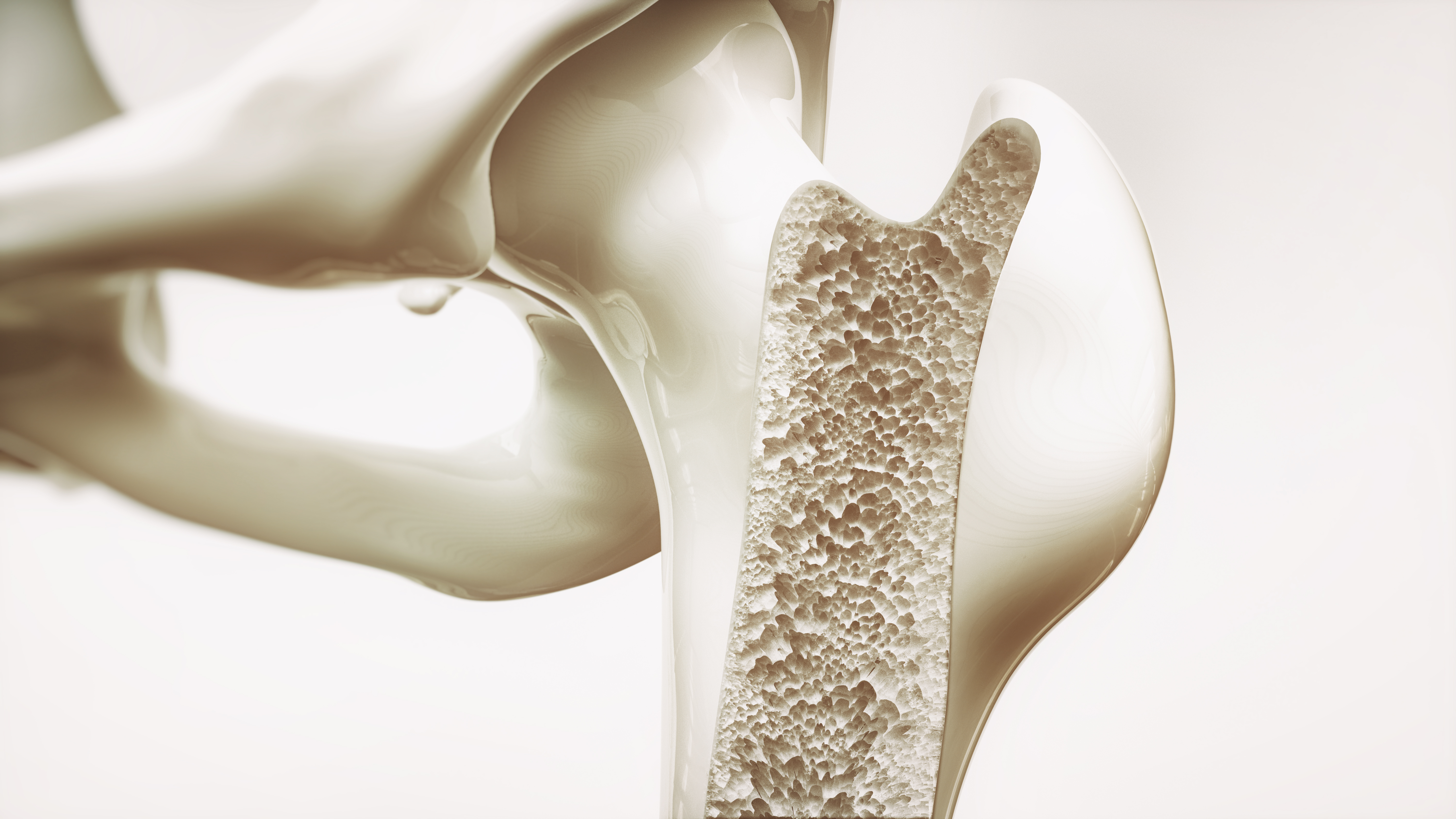 El sistema óseo necesita especial cuidado en la alimentación y actividad física. (Foto Prensa Libre: Shutterstock)