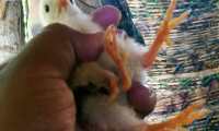 Un pollo con cuatro patas nació en la aldea Las Palmas, Coatepeque, Quetzaltenango. (Foto Prensa Libre> Alexánder Coyoy)