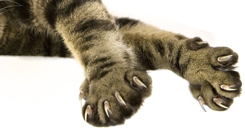 El estado de Nueva York impulsó la prohibición de la amputación de las garras de los gatos, una práctica común en Estados Unidos. GETTY IMAGES