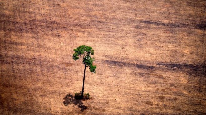 El ambicioso estudio detalla qué plantas se han extinguido, dónde y qué tan rápido. (Foto Prensa Libre: Getty Images)