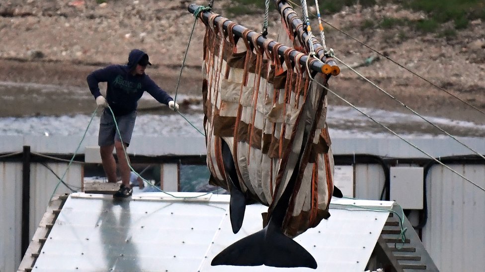 Dos orcas fueron liberadas este jueves, el proceso tomará cuatro meses.