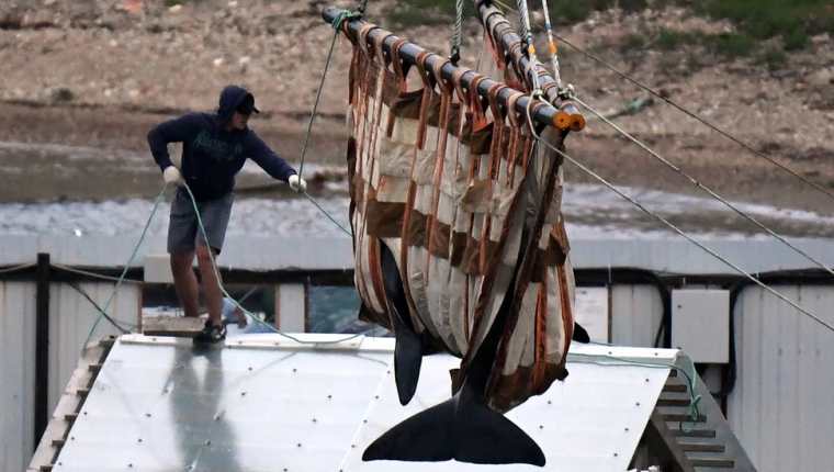 Dos orcas fueron liberadas este jueves, el proceso tomará cuatro meses.