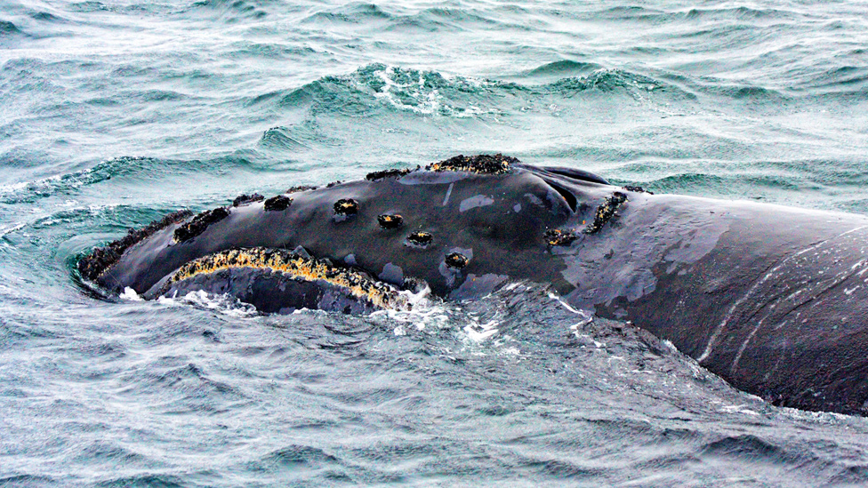Los sonidos fueron grabados en una población de ballenas francas del Pacífico norte en el mar de Bering en la que quedan menos de 30 individuos. (Foto Prensa Libre: NOAA)