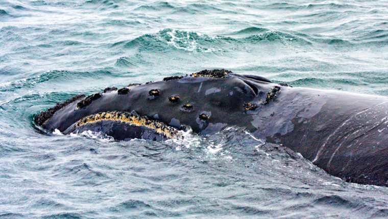 Los sonidos fueron grabados en una población de ballenas francas del Pacífico norte en el mar de Bering en la que quedan menos de 30 individuos.