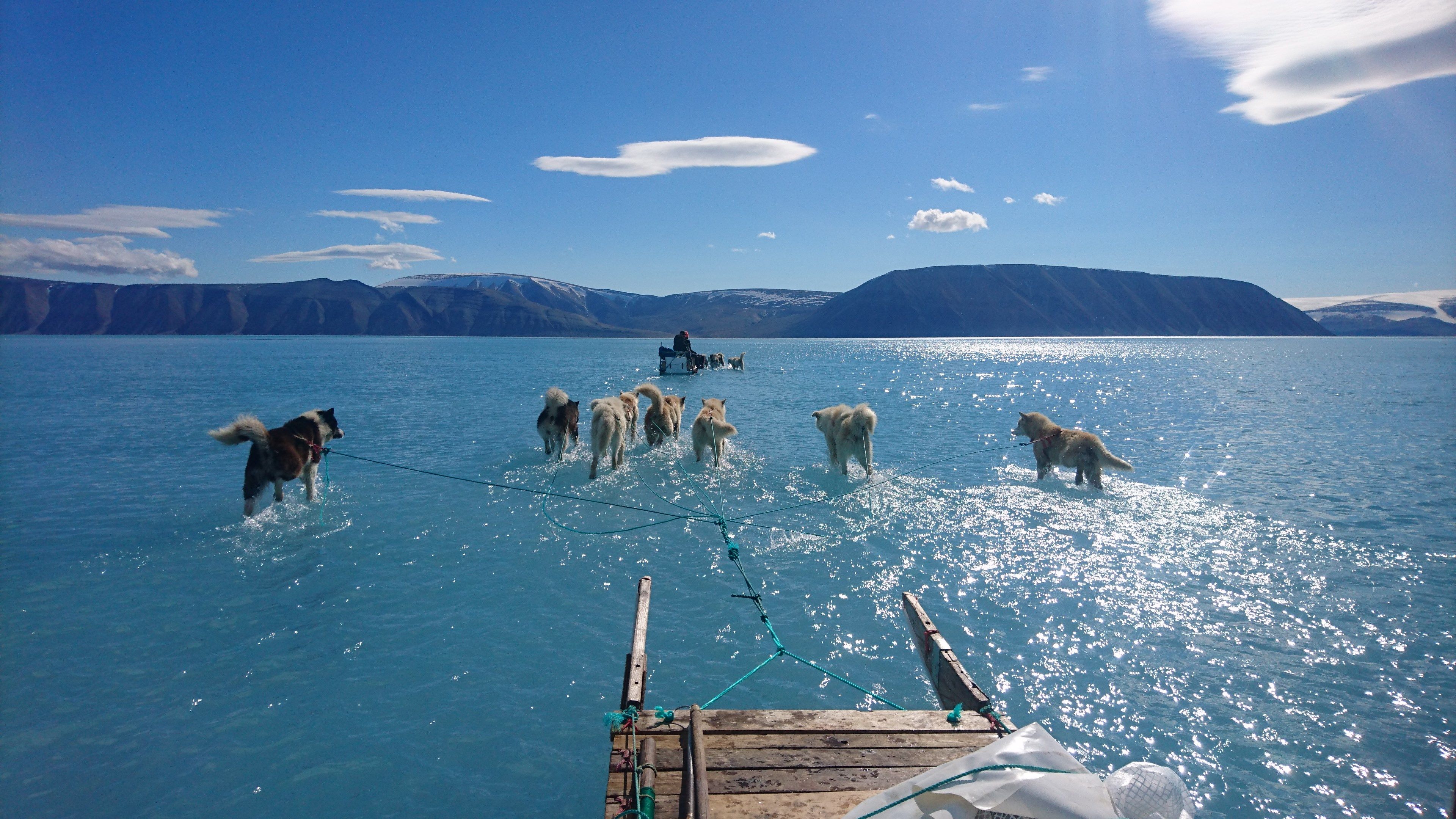 Fotografía facilitada por el Instituto Metorológico de Dinamarca que muestra la fotografía tomada por Steffen M. Olsen, uno de sus investigadores, en el noroeste de Groenlandia el pasado 13 de junio en la que se ve un trineo que avanza por el hielo derretido, con las patas de los perros sumergidas en el agua en el fiordo de Inglefield. 