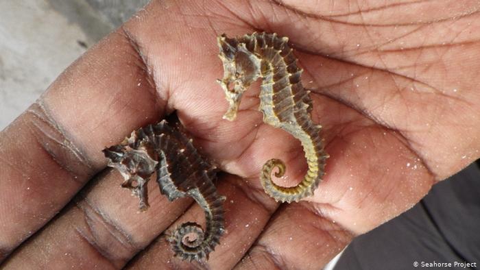  Los caballitos de mar víctimas de la caza furtiva. (Foto Prensa Libre: Seahorse Project)