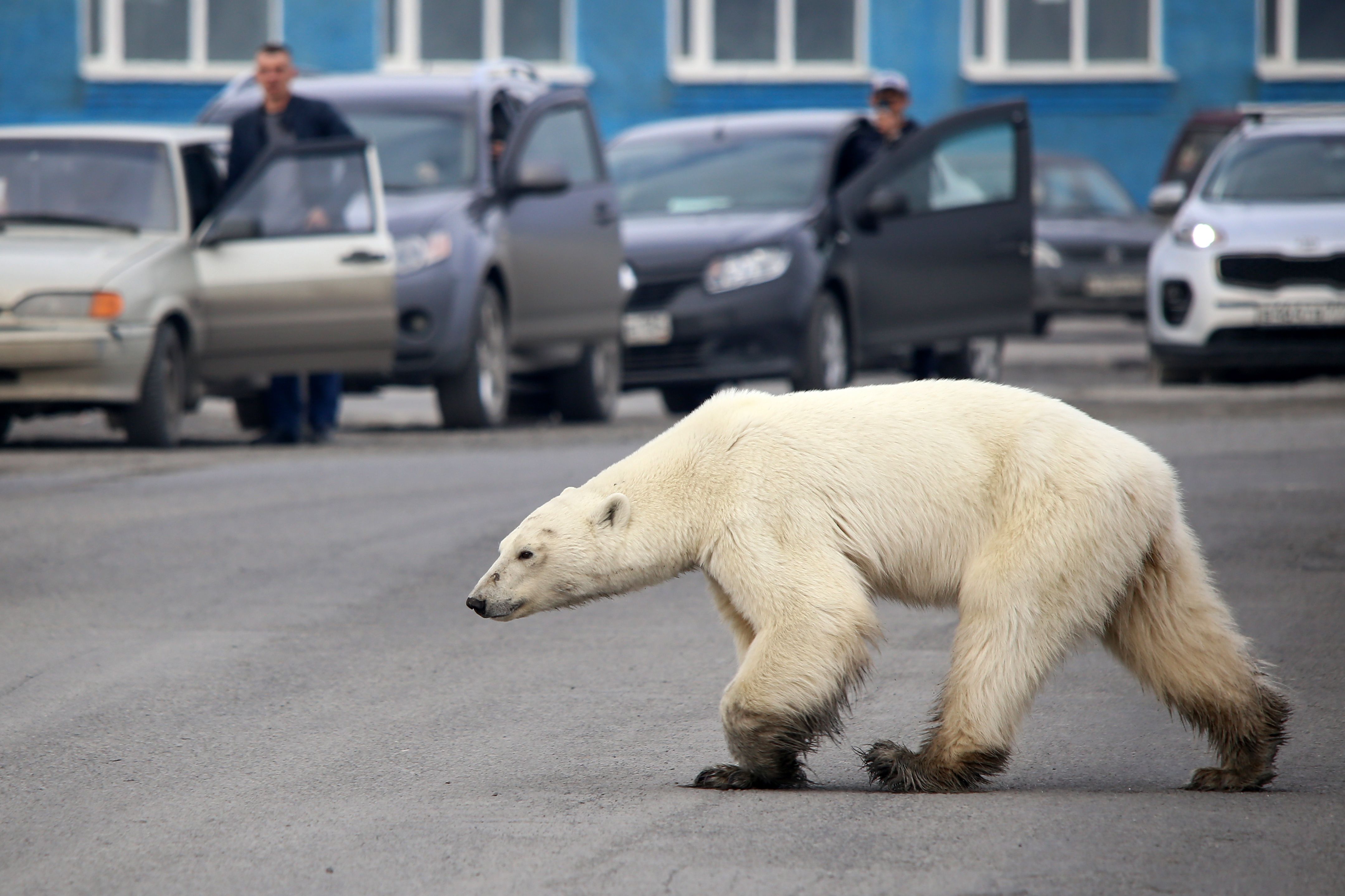Un oso polar callejero fue visto en las afueras de la ciudad industrial rusa de Norilsk, a cientos de kilómetros de su hábitat natural. (Foto Prensa Libre: AFP)