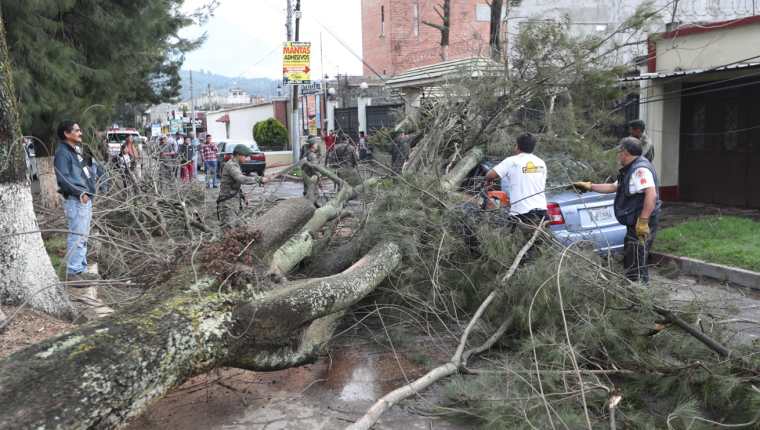El pasado 6 de junio más de 20 árboles cayeron sobre vehículos y edificios, la mayoría eran de la zona 3. (Foto Prensa Libre: María Longo) 