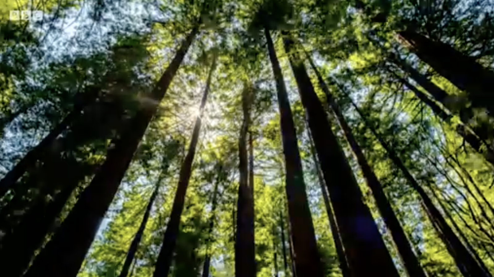 (Foto Prensa Libre: BBC)