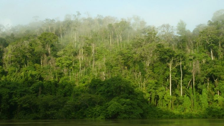 En el sector forestal existe interés de inversión por parte de inversionistas extranjeros, según el informe de Pronacom. (Foto Prensa Libre: Hemeroteca)