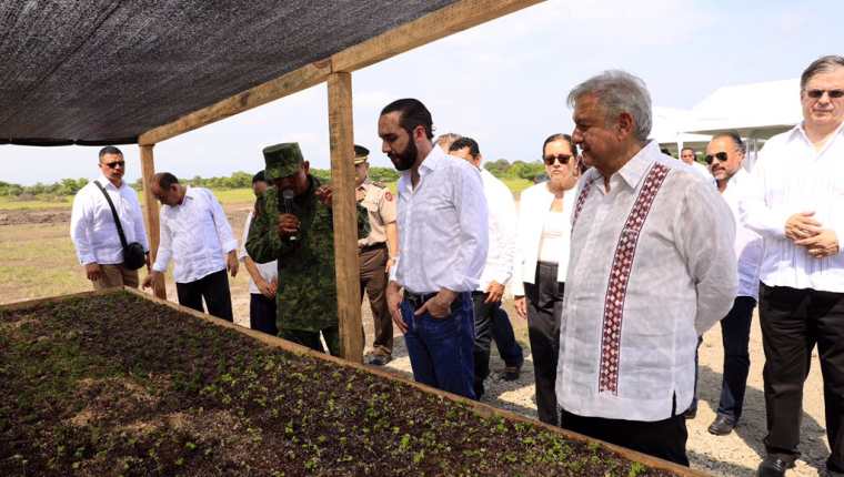 Bukele y López Obrador conocen cómo se gestiona el plan Sembrando Vidas, en Tapachula. (Foto Prensa Libre: Presidencia de El Salvador)