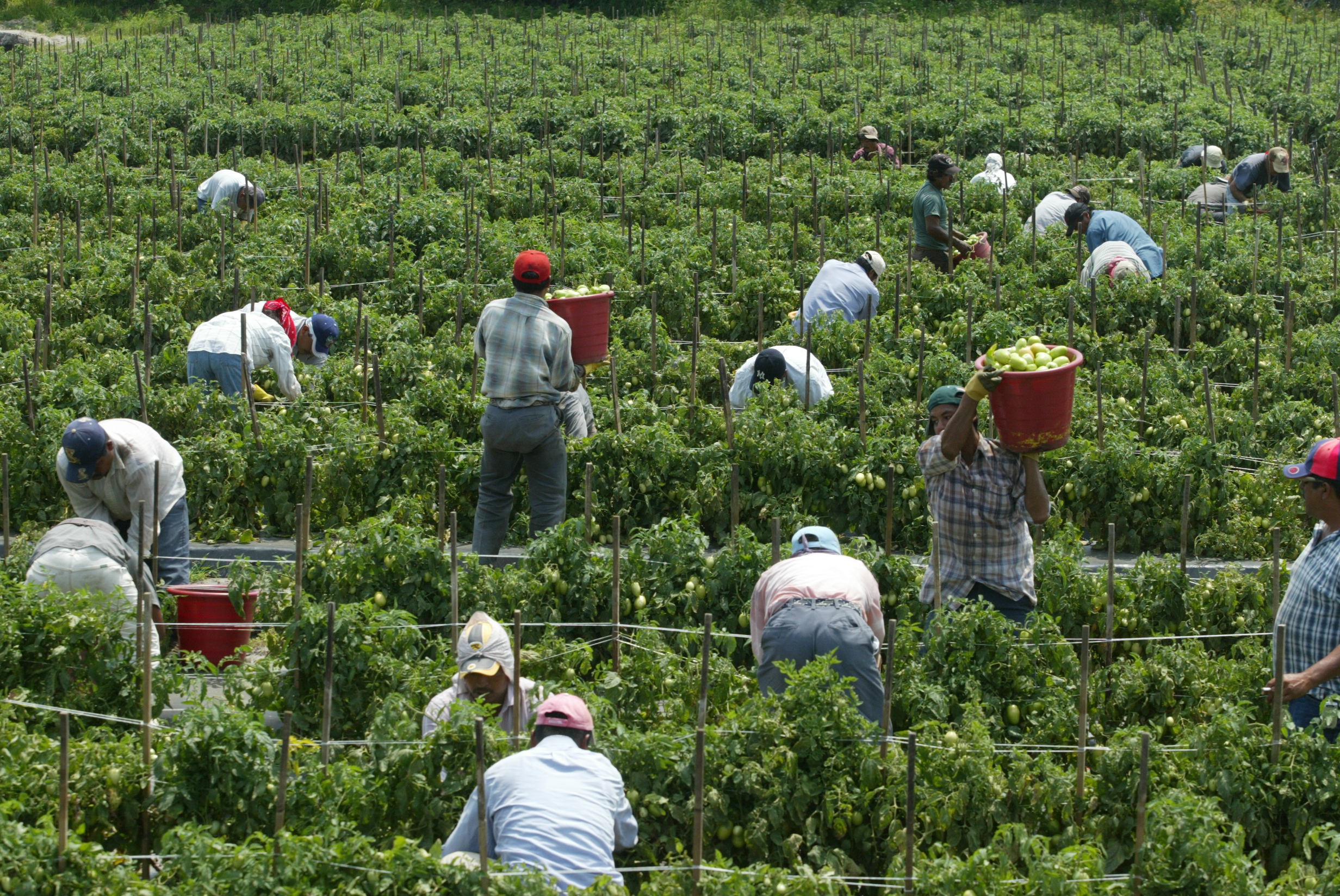 Inmigrantes laboran en una finca de tomate en Florida, EE. UU. Los trabajos agrícolas demanda una gran cantidad de mano de obra, la mayoría de la cual es compuesta por inmigrantes. (Foto Prensa Libre: Hemeroteca PL)