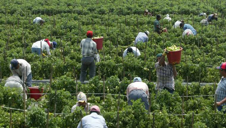 Inmigrantes laboran en una finca de tomate en Florida, EE. UU. Los trabajos agrícolas demanda una gran cantidad de mano de obra, la mayoría de la cual es compuesta por inmigrantes. (Foto Prensa Libre: Hemeroteca PL)