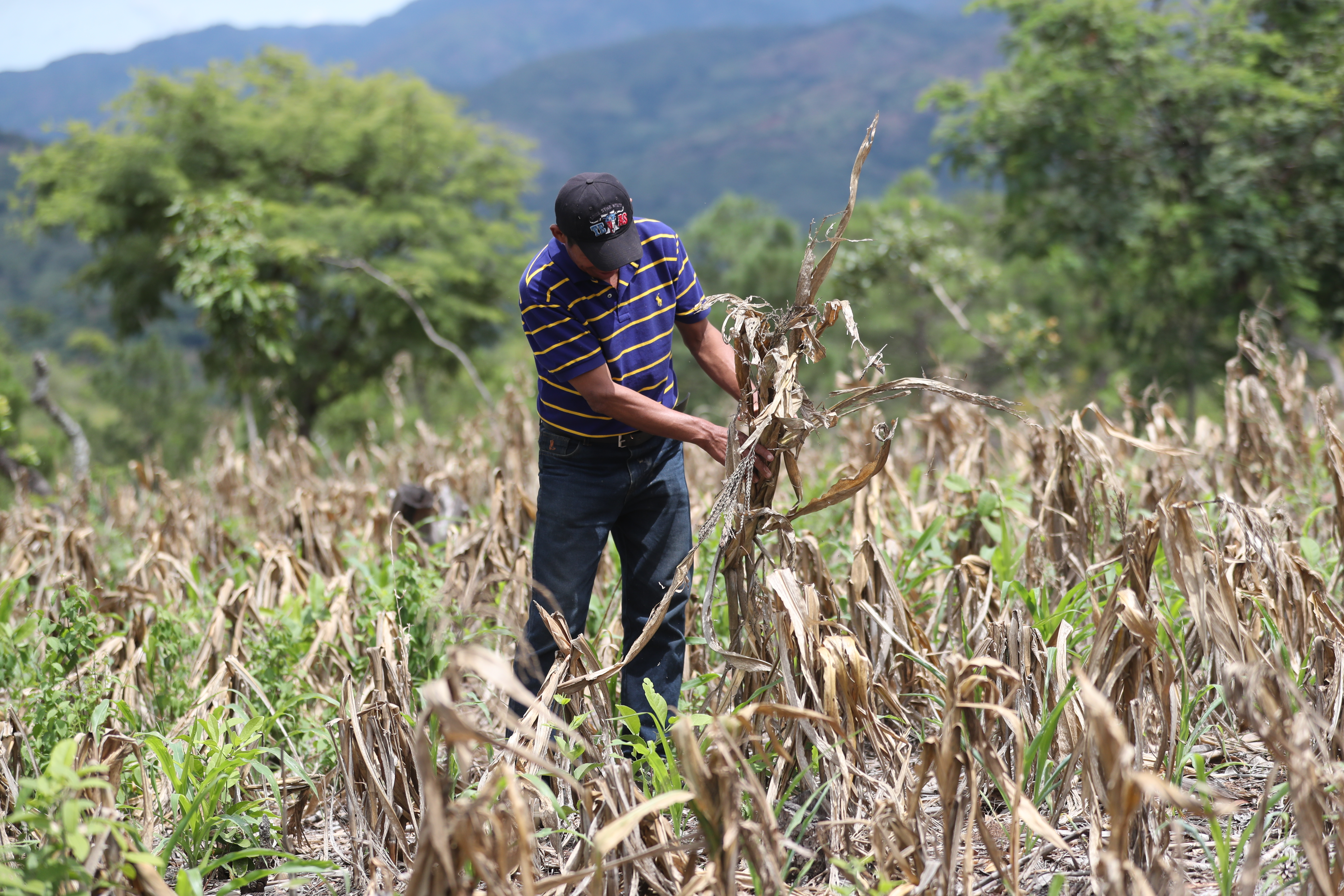 Los agricultores de subsistencia han perdido sus cosechas en los últimos años por la irregularidad de las lluvias. (Foto Presa Libre: Hemeroteca PL)