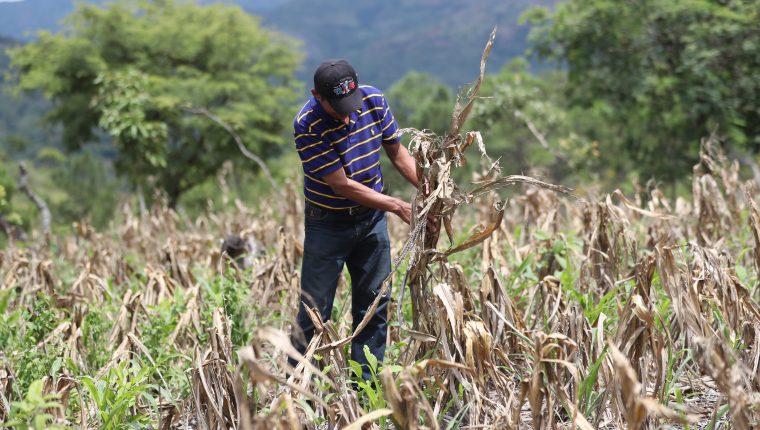 Los agricultores de subsistencia han perdido sus cosechas en los últimos años por la irregularidad de las lluvias. (Foto Presa Libre: Hemeroteca PL)