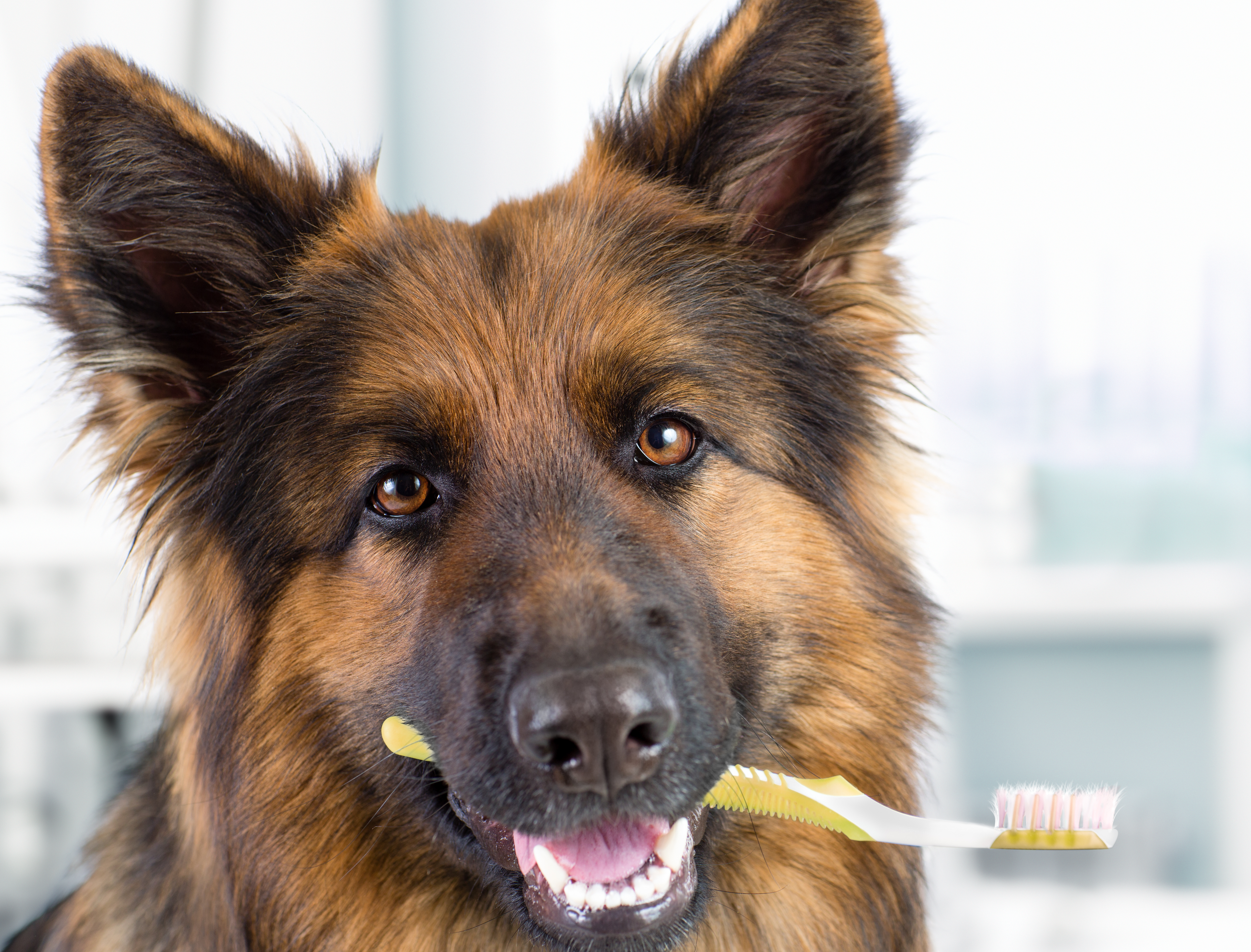 Muchos perros muestran signos de enfermedad en las encías debido a que sus dueños no le prestan la atención a su salud bucal. El mal aliento suele ser la primera señal de que algo no está bien. (Foto Prensa Libre: Shutterstock)