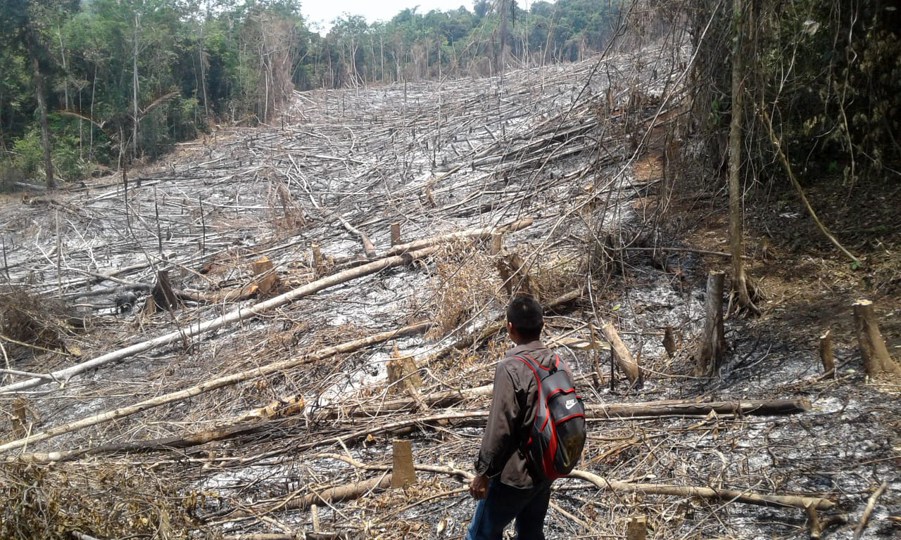 Al menos 28 hectáreas de bosque han sido taladas en los últimos días en el Parque Nacional Laguna Lachuá, en Cobán, Alta Verapaz. (Foto Prensa Libre: Eduardo Sam) 