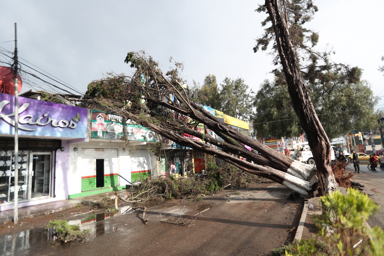 Tres árboles cayeron en la 17 avenida de la zona 3 altense. (Foto Prensa Libre: María José Longo)