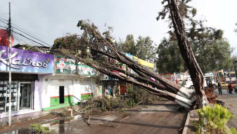 Tres árboles cayeron en la 17 avenida de la zona 3 altense. (Foto Prensa Libre: María José Longo)
