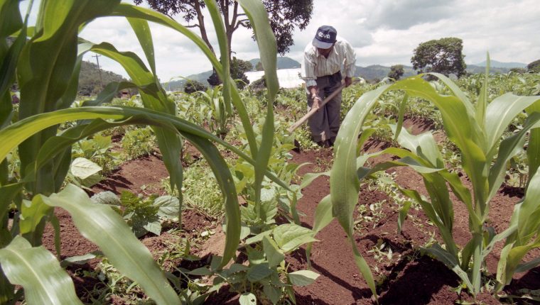 El área de cultivo de maíz fue de 925 mil 101 hectáreas en 2019 y tuvo una disminución con respecto al 2017 cuando sobrepaso el millón de hectáreas, reveló la Encuesta Nacional Agropecuaria (ENA). (Foto Prensa Libre: Daniel Herrera)