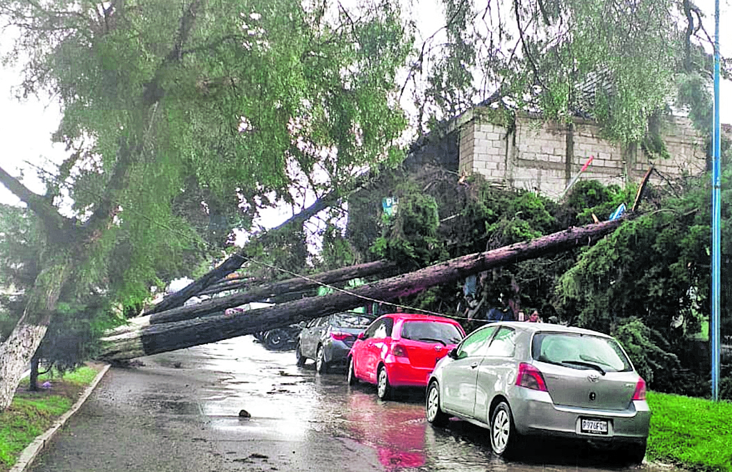 El 14 de junio varios árboles cayeron en Quetzaltenango a raíz de la fuerte lluvia.(Foto Prensa Libre: Hemeroteca PL)