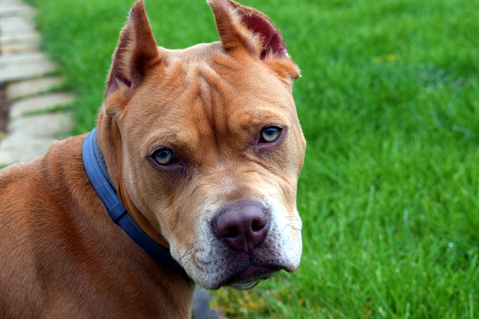 La amputación de orejas y cola es una práctica estética en las mascotas. (Foto Prensa Libre: Pixabay)