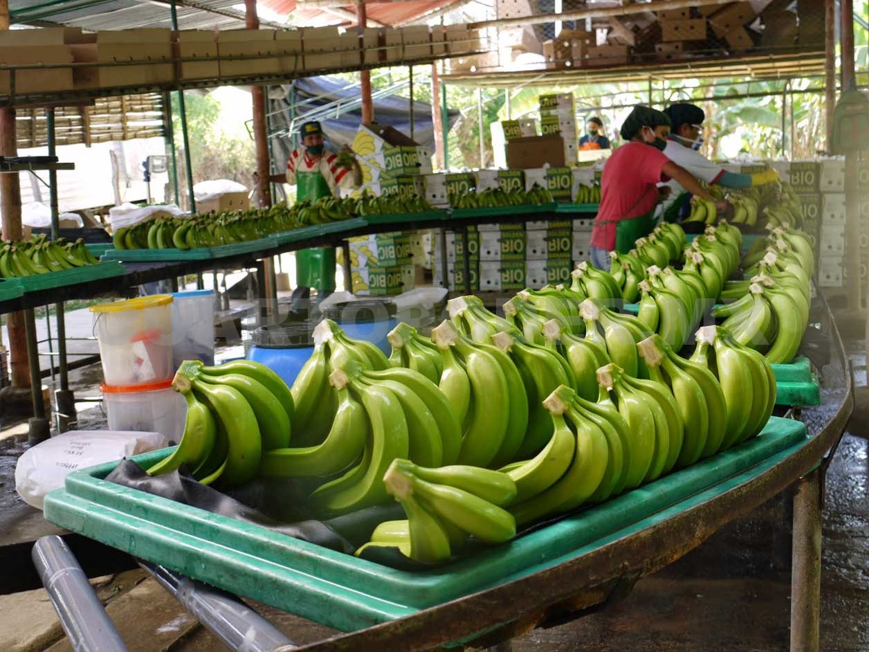 México produce más de dos millones de toneladas de plátano cosechadas en 16 entidades del país, entre las que destaca Chiapas como líder nacional de producción. (Foto Prensa Libre: cuartopoder.mx)