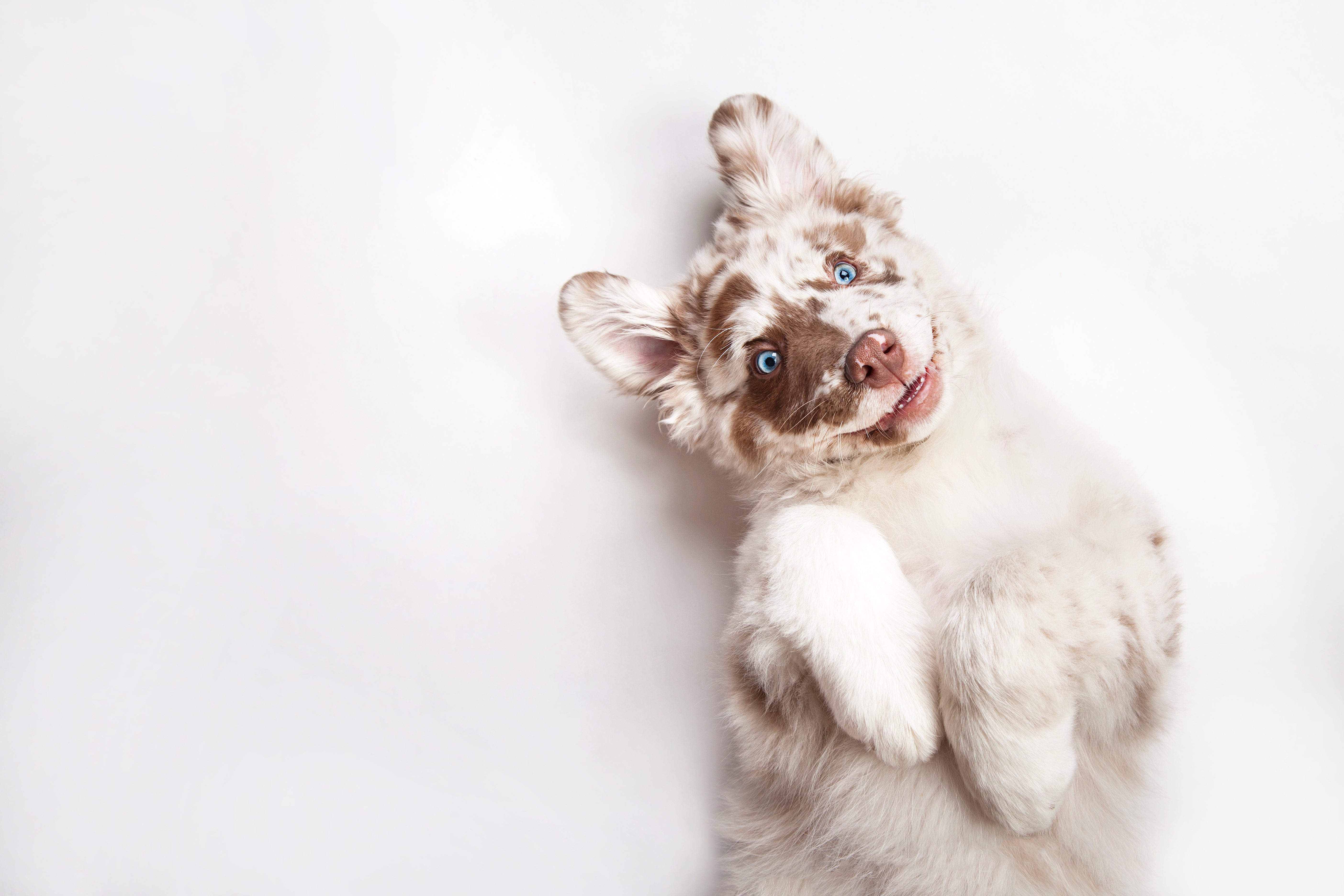 Las características de los perros albinos es la baja pigmentación en ojos, nariz y pelo. (Foto Prensa Libre: Shutterstock)