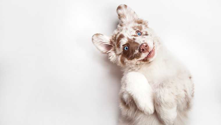 Las características de los perros albinos es la baja pigmentación en ojos, nariz y pelo. (Foto Prensa Libre: Servicios).