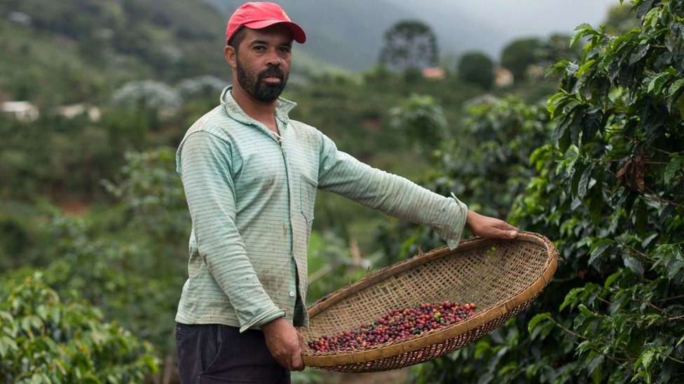 Los productores de café de América Latina están sintiendo los efectos de la crisis.
