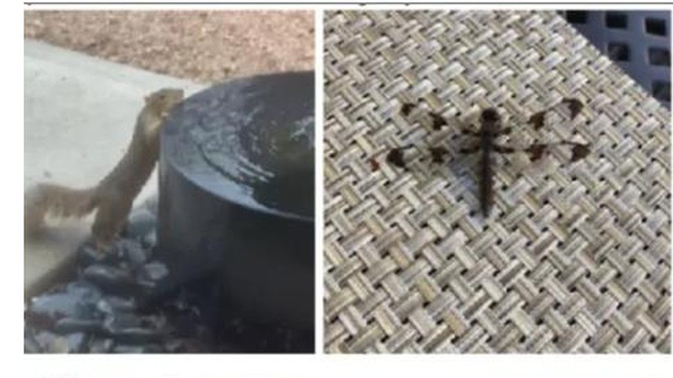 Una ardilla fue identificada como un lobo marino y una libélula como la tapa de un pozo. (Foto Prensa Libre: ImageNet A)