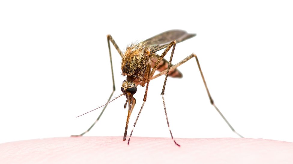 Los mosquitos contribuyen a más de 725.000 muertes al año. (Foto Prensa Libre: Getty Images)