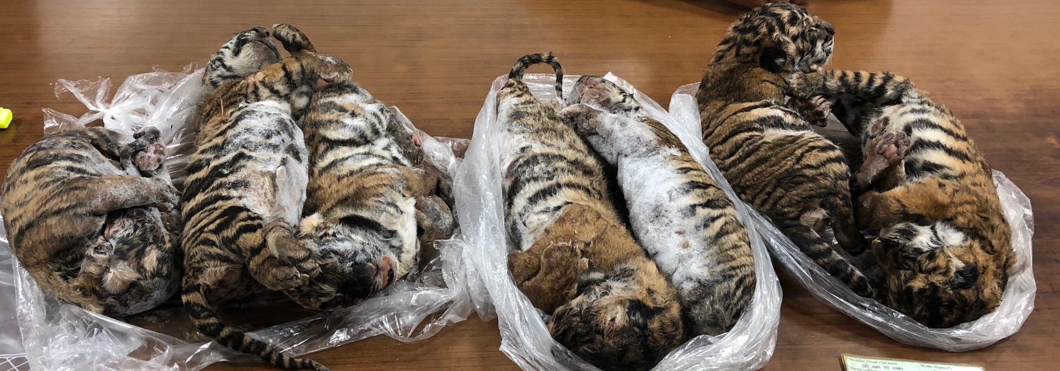 Los siete tigres eran llevados en el baúl del vehículo. (Foto Prensa Libre: AFP)