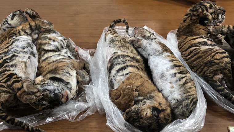 Los siete tigres eran llevados en el baúl del vehículo. (Foto Prensa Libre: AFP)