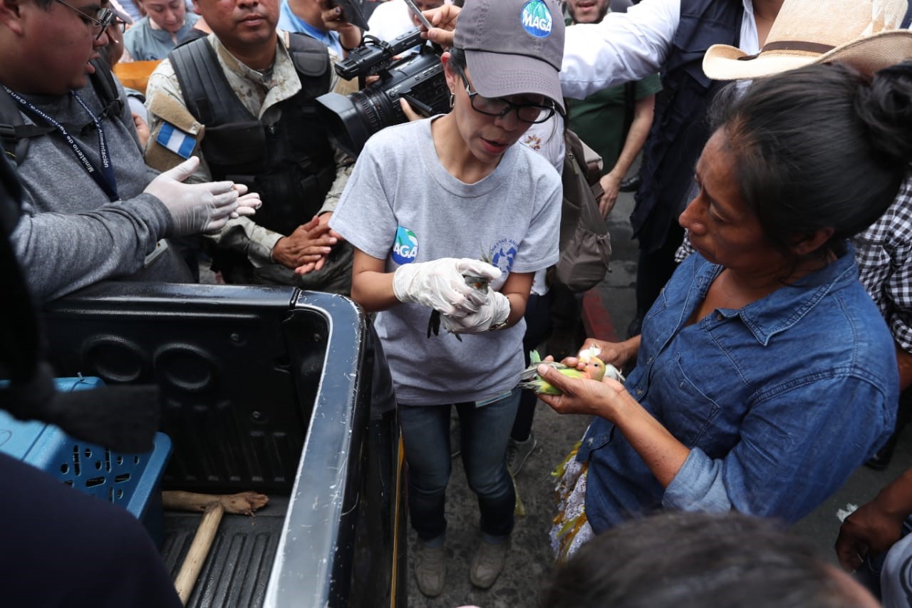 El operativo en el que se rescataron animales en el Mercado Centra, en zona 1, surge por una denuncia que alertó de la venta "ilegal" de mascotas. (Foto Prensa Libre: Esbin García)