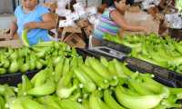 La exportación de banano alcanzó una cifra histórica de US$815 millones el año pasado, siendo el principal producto agrícola colocado en el mercado exterior. (Foto Prensa Libre: Hemeroteca) 