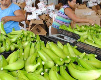 Ente regional advierte de plaga en banano y pide prevenir propagación
