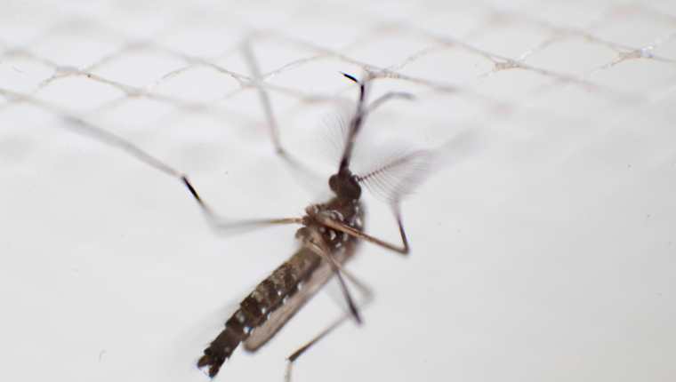 El mosquito Aedes aegypti es el responsable de la transmisión del virus del dengue, eliminar los criaderos del zancudo se hace necesario para combatir la enfermedad. (Foto Prensa Libre: AFP)