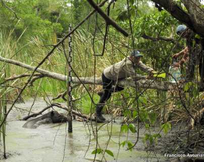 De esta forma guardarrecursos rescatan a tapir que buscaba agua entre un lodazal