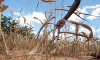 XAU01. MUTOKO (ZIMBABUE), 13/03/2019.- Fotografía que muestra un campo de maíz marchitado por la falta de lluvia, este jueves en Mutoko (Zimbabue). La época de sequía ha provocado que alrededor de 4 millones de personas necesiten asistencia alimentaria. EFE/ Aaron Ufumeli