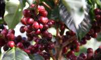 Hay productores que han abandonado sus cultivos de café que no compensan los costos de producción en los países productores, según confirmó René A. León Gómez Rodas, director ejecutivo de Promecafé. (Foto Prensa Libre: Hemeroteca)  