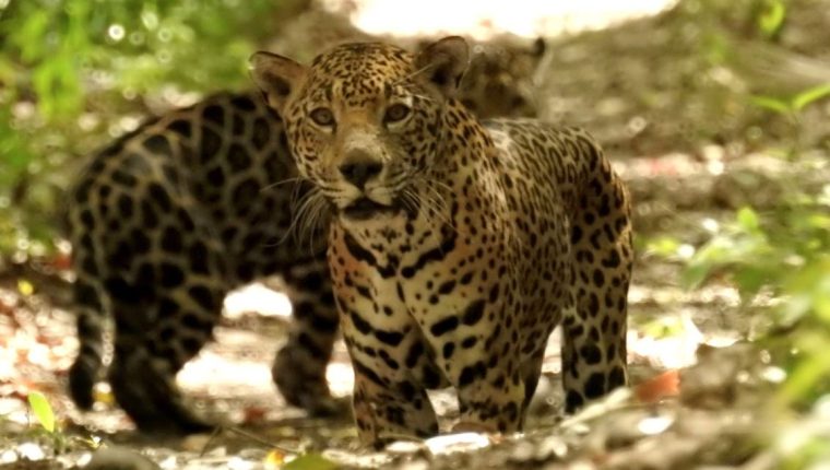 Sorprende Avistamiento De Pareja De Jaguares En Epoca De