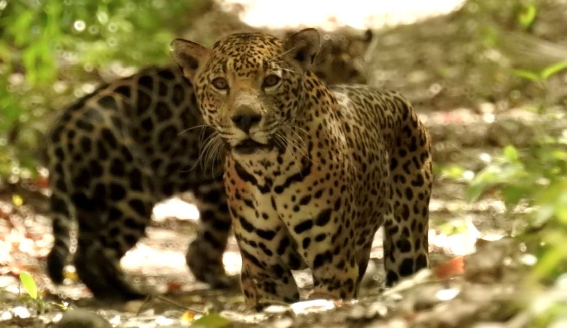 La pareja de jaguares fue vista en un área del Parque Nacional Mirador Río Azul y Biotopo Dos Lagunas. (Foto Prensa Libre: Cortesía Francisco Asturias)