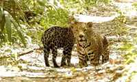 Los jaguares fueron captados mientras descansaban bajo la sombra de los árboles en un área del Parque Nacional Mirador Río Azul y Biotopo Dos Lagunas (Foto Prensa Libre: Cortesía Francisco Asturias)