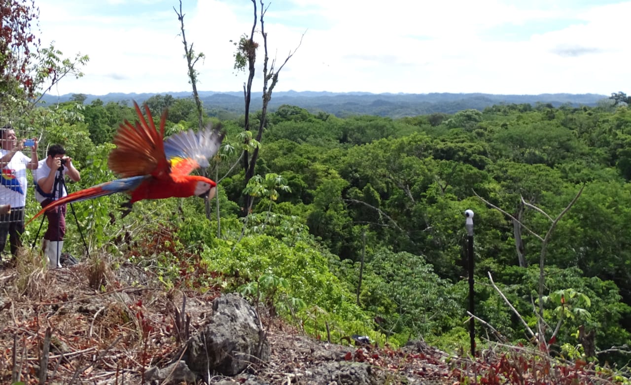 Una de las guacamayas rojas al momento de ser liberadas en el Parque Nacional Sierra de Lacandón, Petén. (Foto Prensa Libre: Conap).