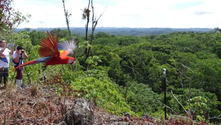 Una de las guacamayas rojas al momento de ser liberadas en el Parque Nacional Sierra de Lacandón, Petén. (Foto Prensa Libre: Conap).
